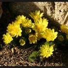 Adonis vernalis