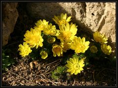 Adonis vernalis