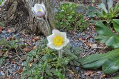 Adonis vernalis