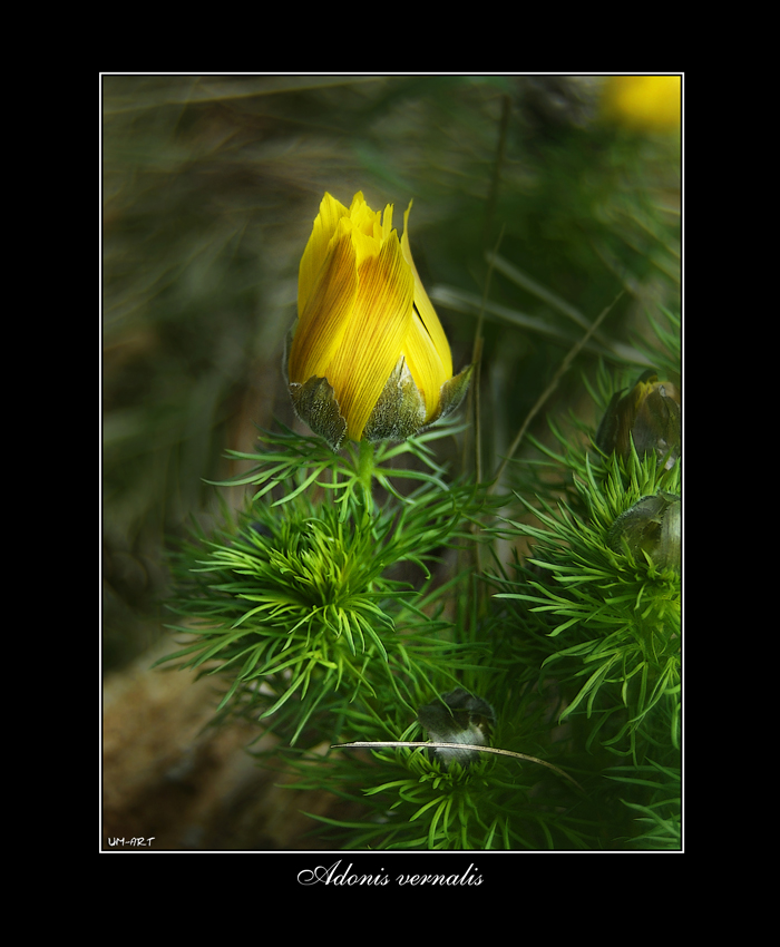 Adonis vernalis...