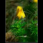 Adonis vernalis...