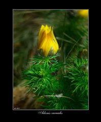 Adonis vernalis...