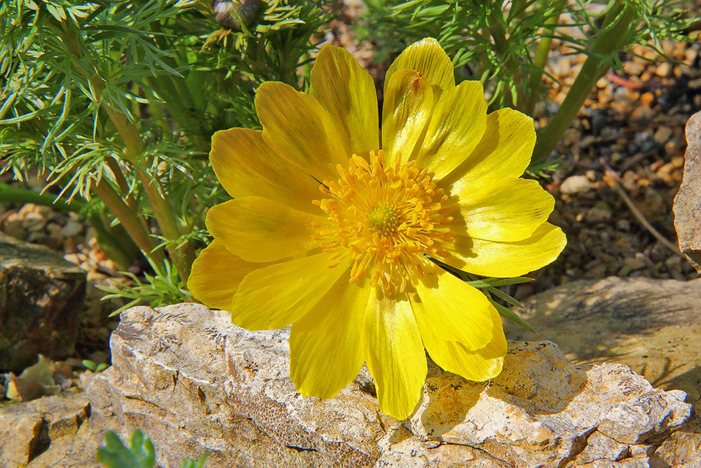 Adonis vernalis