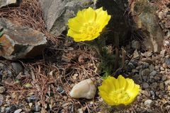 Adonis vernalis