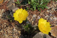 Adonis vernalis