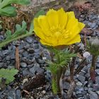 Adonis vernalis