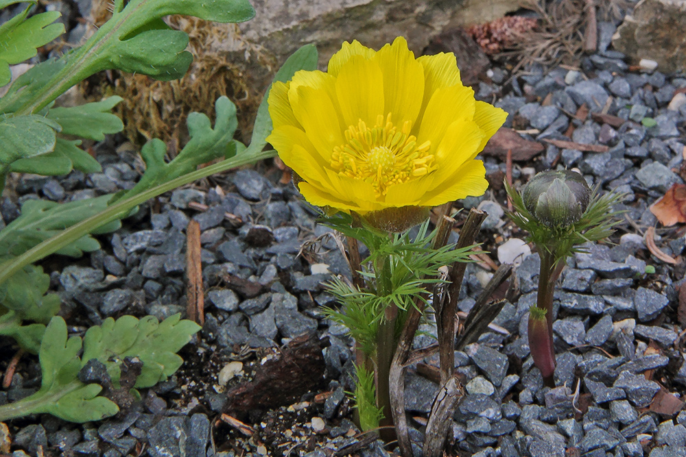 Adonis vernalis