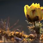 Adonis vernalis