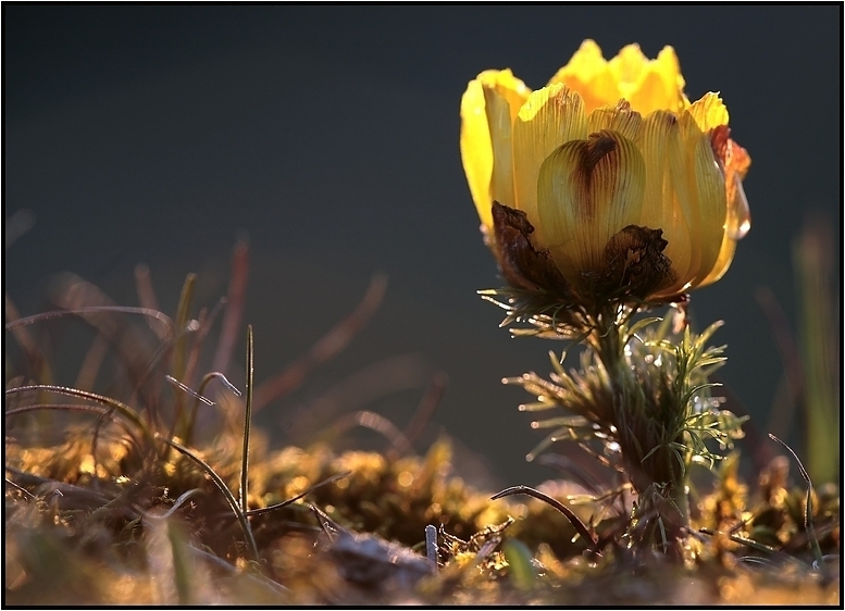 Adonis vernalis