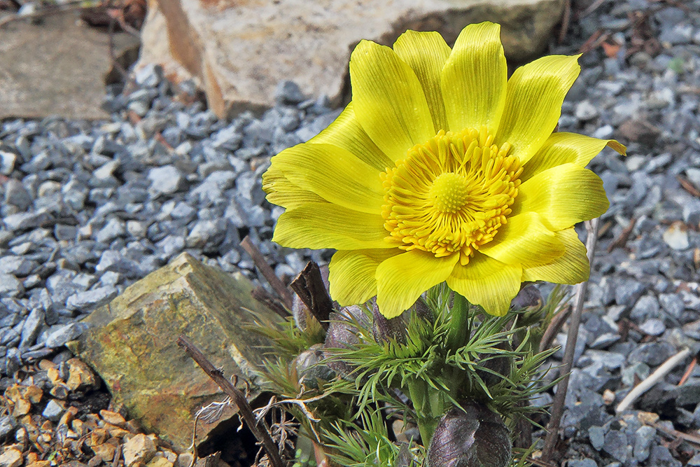 Adonis vernalis - Adonisröschen