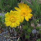 Adonis vernalis- Adonisröschen ....