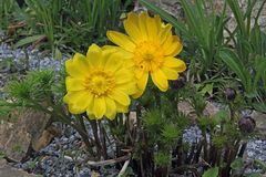 Adonis vernalis- Adonisröschen ....