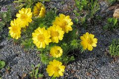 Adonis vernalis - Adonisröschen