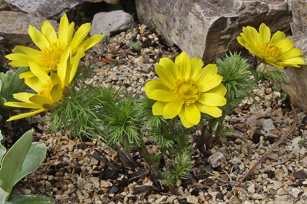 Adonis vernalis - Adonisröschen