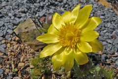 Adonis vernalis-Adonisröschen