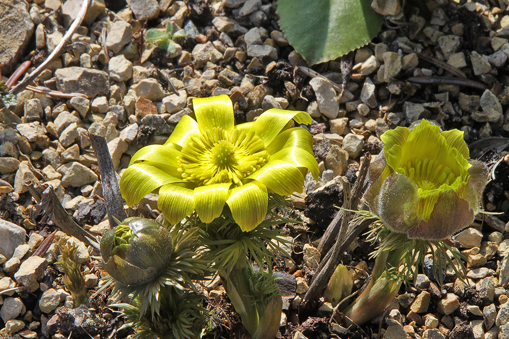 Adonis vernalis - Adonisröschen