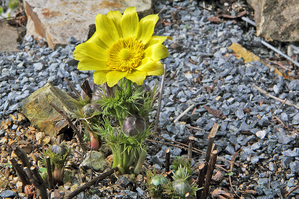 Adonis vernalis - Adonisröschen