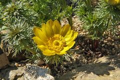 Adonis vernalis - Adonisröschen