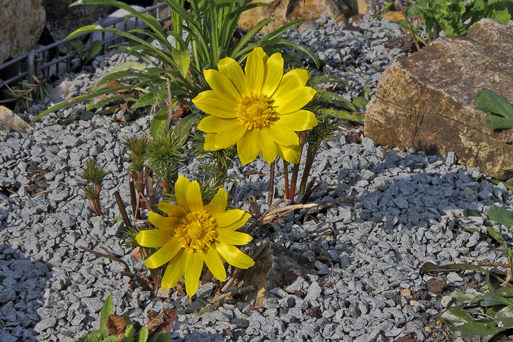 Adonis vernalis - Adonisröschen aus meinem Steingarten und als Geburtstagsgruß...