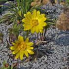 Adonis vernalis - Adonisröschen aus meinem Steingarten und als Geburtstagsgruß...