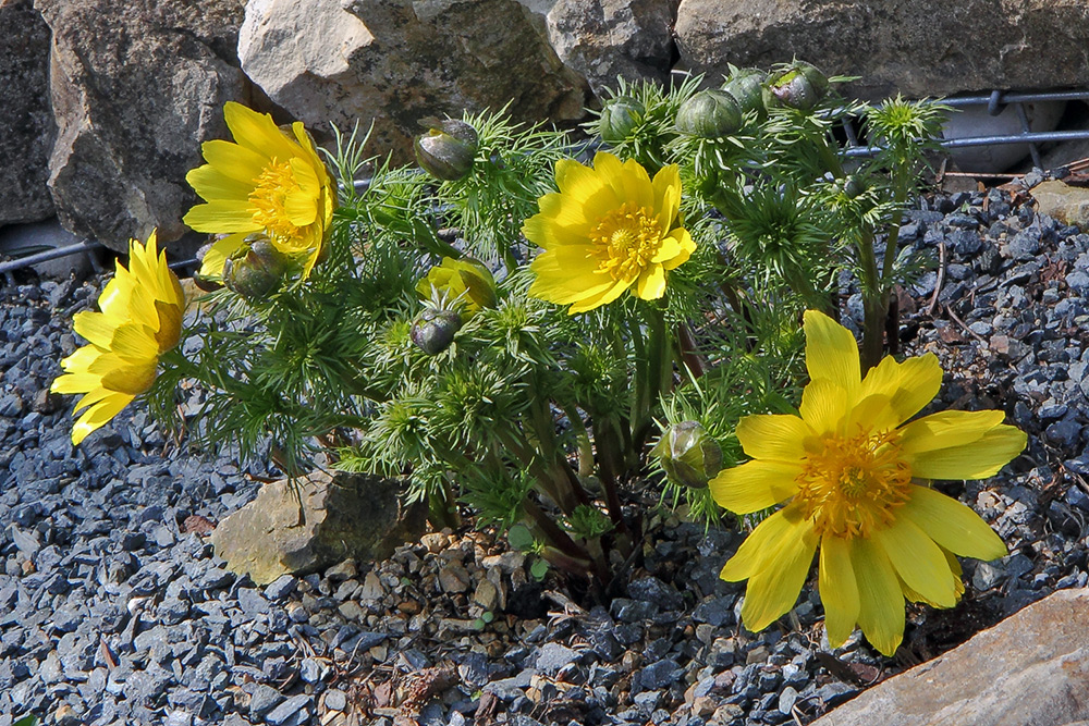 Adonis vernalis - Adonisröschen