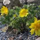 Adonis vernalis - Adonisröschen