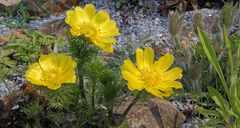 Adonis vernalis - Adonisröschen