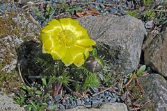 Adonis vernalis - Adonisröschen erste Blüte im Garten wobei...