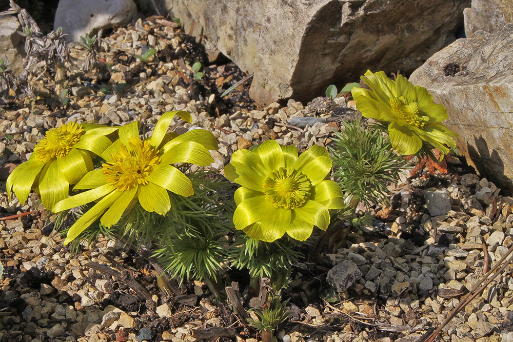 Adonis vernalis - Adonisröschen