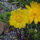 Adonis vernalis - Adonisröschen im Alpinum