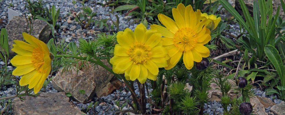 Adonis vernalis - Adonisröschen im Alpinum