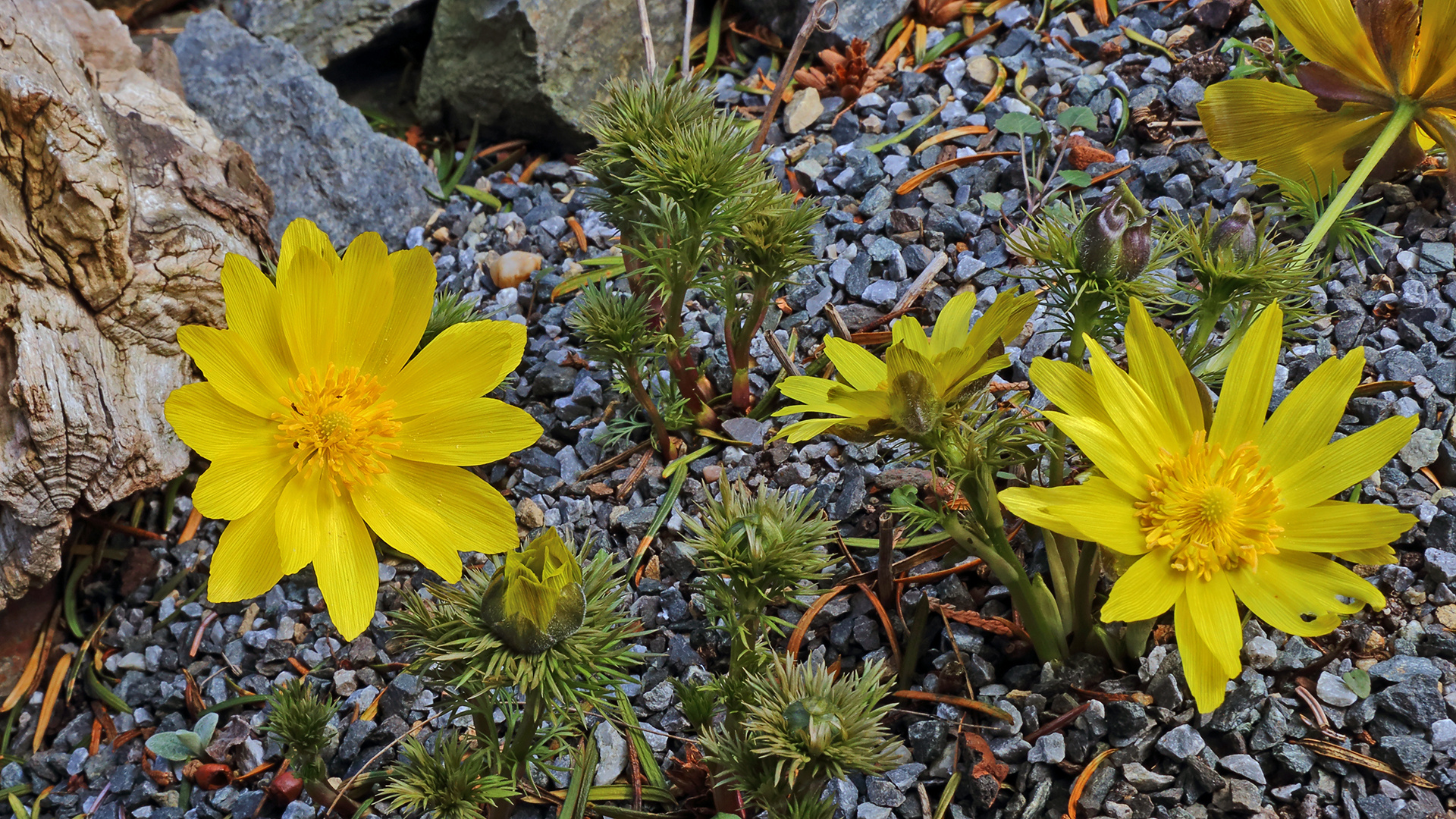 Adonis vernalis - Adonisröschen im Garten seit vielen Jahren...