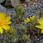 Adonis vernalis - Adonisröschen im Garten seit vielen Jahren...