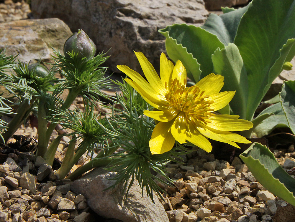 Adonis vernalis-Adonisröschen in einem neu gestalteten Hochbeet...