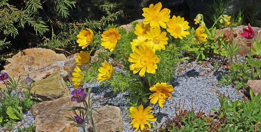 Adonis vernalis - Adonisröschen in einer weiteren Aufnahme...