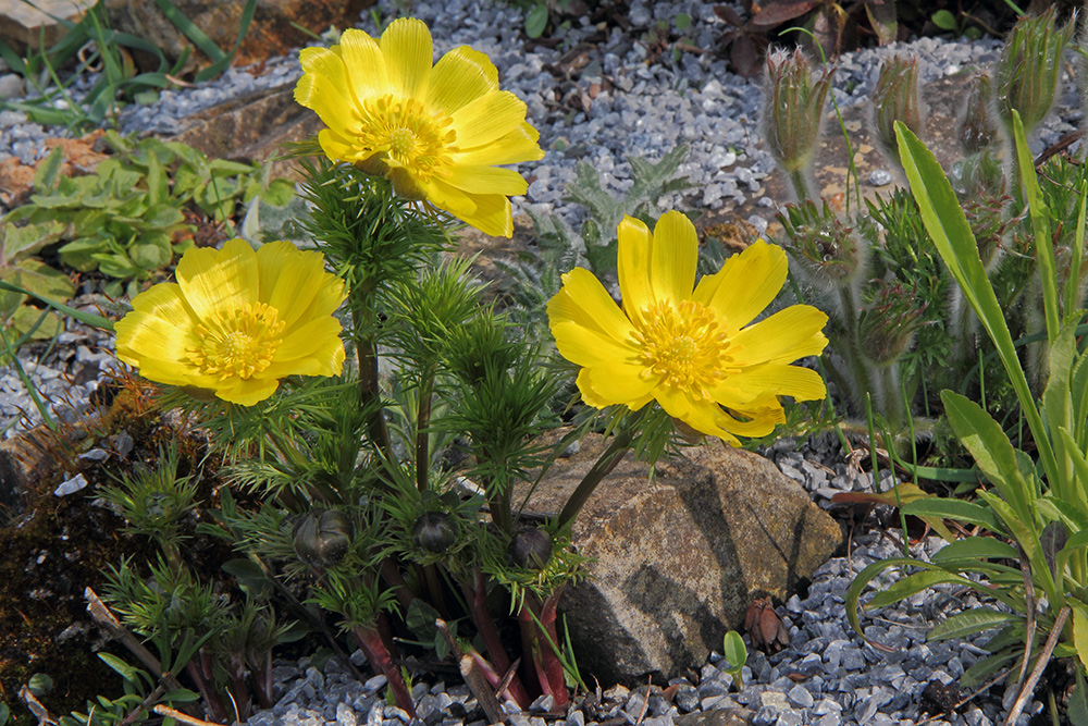 Adonis vernalis - Adonisröschen macht seinem Namen alle Ehre...