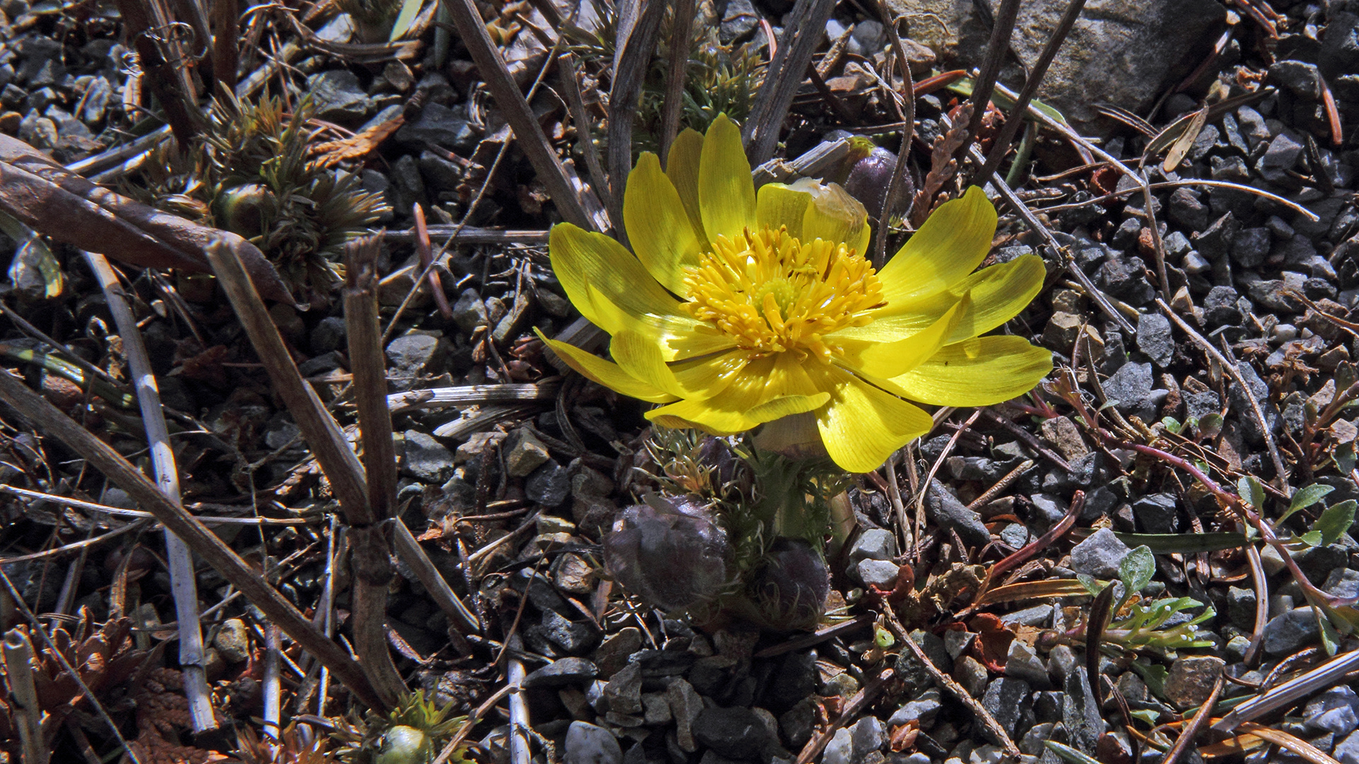 Adonis vernalis-Adonisröschen mit mehr Blick in die Blüte