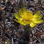 Adonis vernalis-Adonisröschen mit mehr Blick in die Blüte