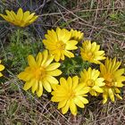 Adonis vernalis-Adonisröschen strahlt so gut es kann...