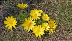 Adonis vernalis-Adonisröschen strahlt so gut es kann...