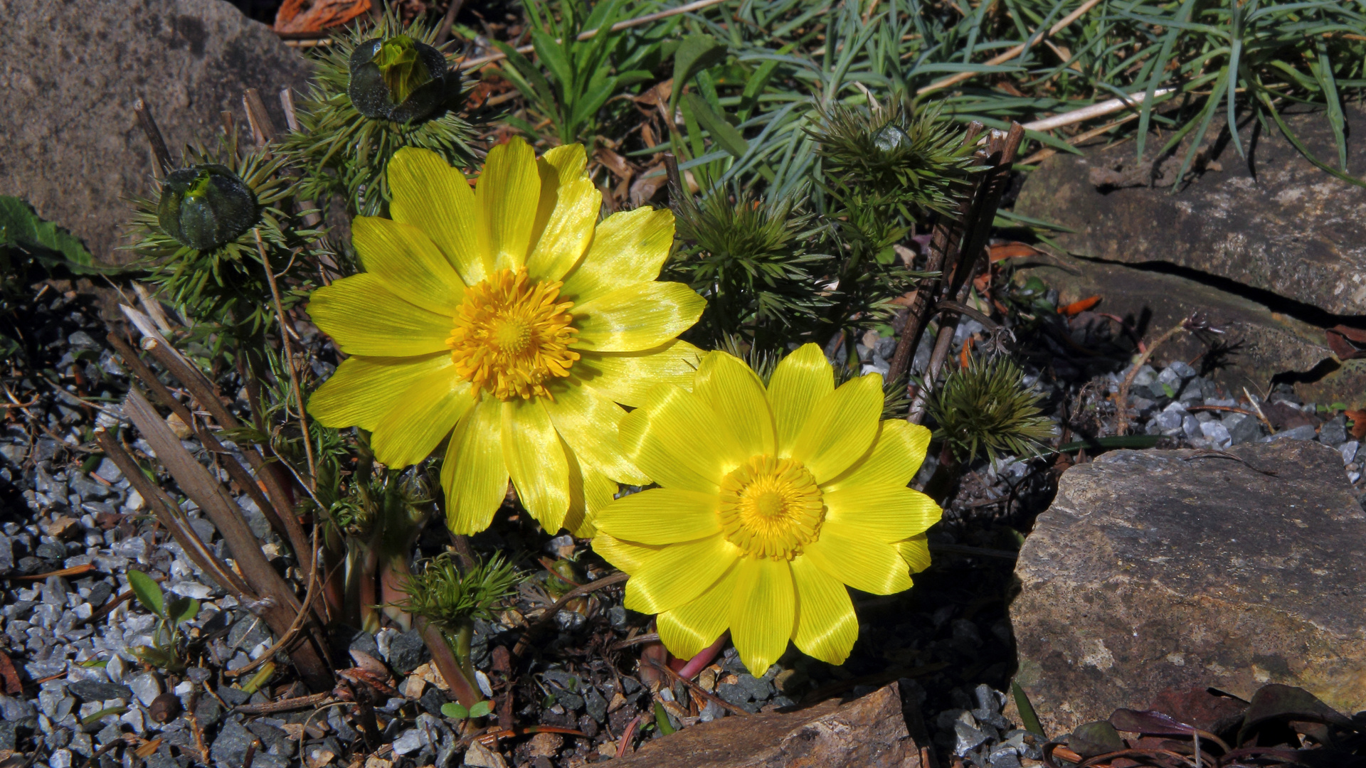 Adonis vernalis -Adonisröschen strahlte mich bereits am 24.03. so an...