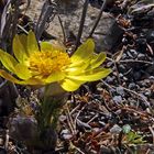 Adonis vernalis-Adonisröschen  und die Siegerin 2018...