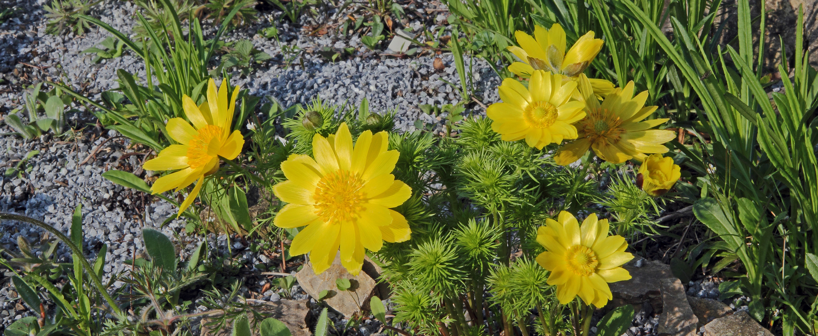 Adonis vernalis - Adonisröschen zum Frühlingsanfang heute