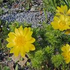 Adonis vernalis - Adonisröschen zum Frühlingsanfang heute