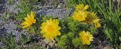 Adonis vernalis - Adonisröschen zum Frühlingsanfang heute