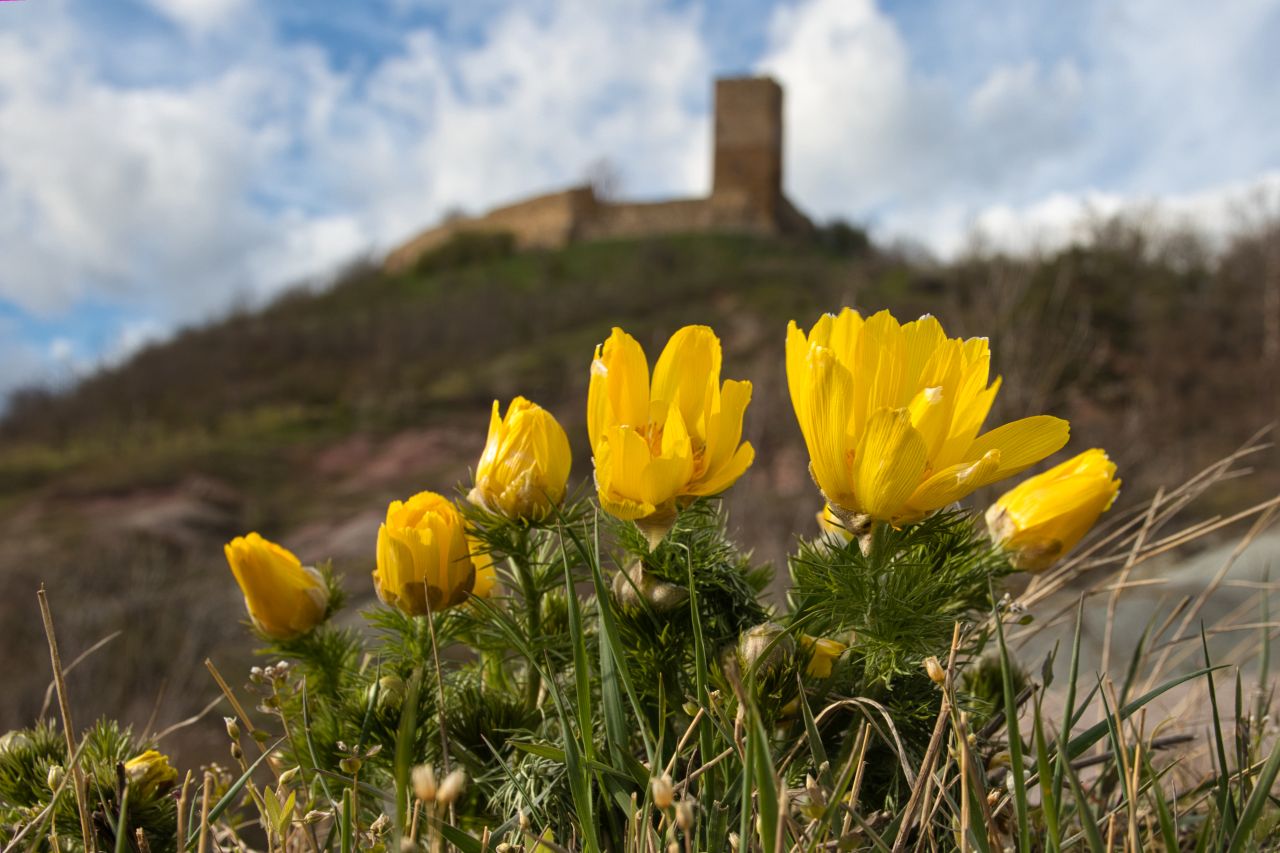 adonis vernalis am Fuße des Burgberges