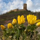 adonis vernalis am Fuße des Burgberges