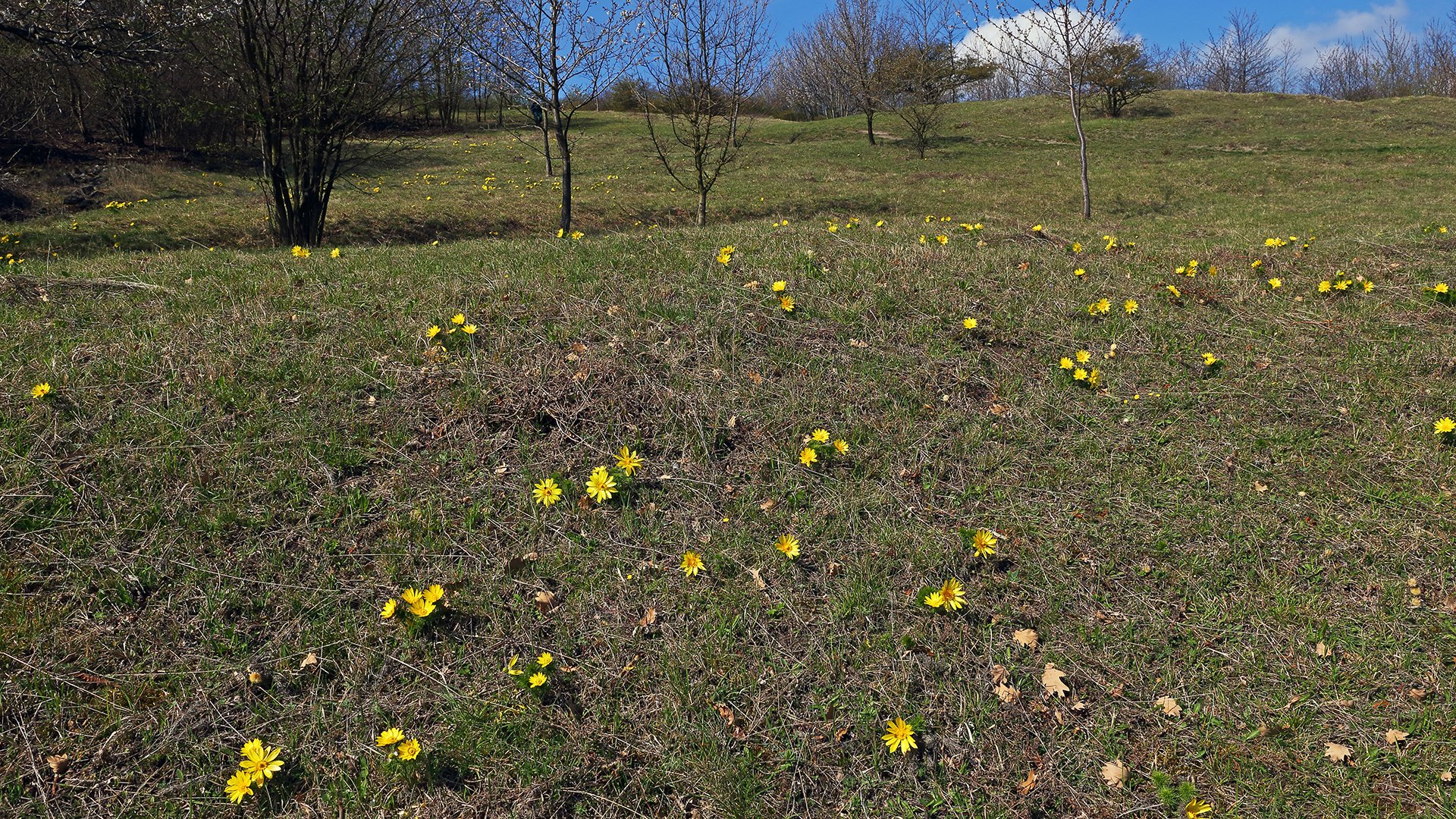 Adonis vernalis am Fuße des Oblik am 07.04. 2019 und ...