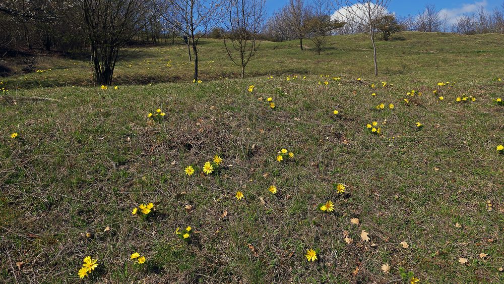 Adonis vernalis am Fuße des Oblik am 07.04. 2019 und ...