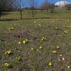 Adonis vernalis am Fuße des Oblik am 07.04. 2019 und ...